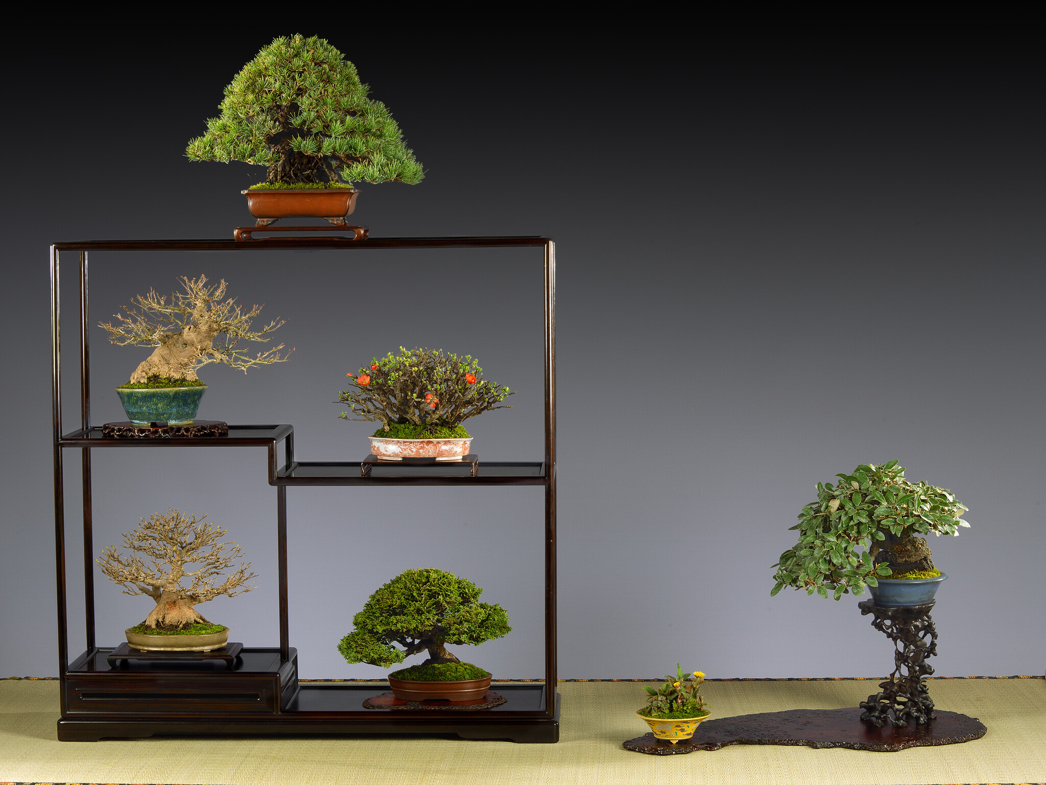 La Passione per il Bonsai di Bob