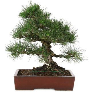 Pinus thunbergii, 40 cm, ± 25 anni