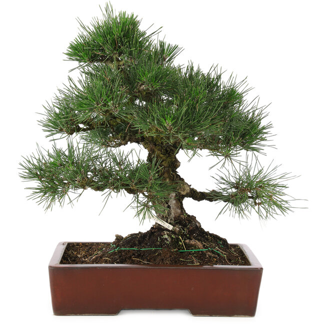 Pinus thunbergii, 40 cm, ± 25 ans