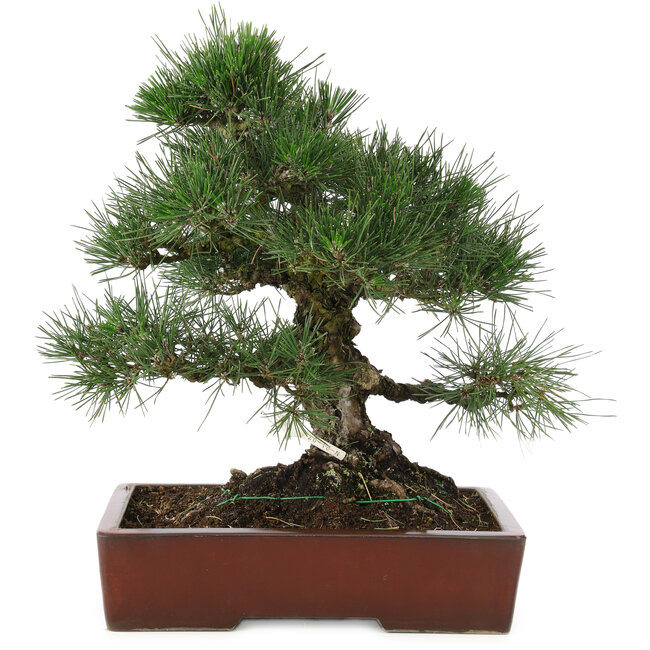 Pinus thunbergii, 40 cm, ± 25 jaar oud