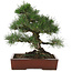 Pinus thunbergii, 40 cm, ± 25 años