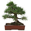 Pinus thunbergii, 40 cm, ± 25 jaar oud