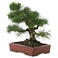 Pinus thunbergii, 40 cm, ± 25 anni