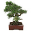 Pinus thunbergii, 40 cm, ± 25 jaar oud