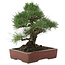 Pinus thunbergii, 40 cm, ± 25 anni