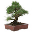 Pinus thunbergii, 40 cm, ± 25 jaar oud