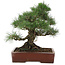 Pinus thunbergii, 40 cm, ± 25 jaar oud