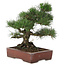 Pinus thunbergii, 40 cm, ± 25 jaar oud