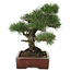 Pinus thunbergii, 40 cm, ± 25 jaar oud