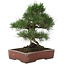 Pinus thunbergii, 40 cm, ± 25 ans