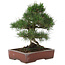 Pinus thunbergii, 40 cm, ± 25 jaar oud