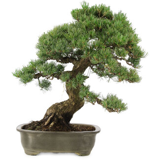 Pinus parviflora, 50 cm, ± 25 anni