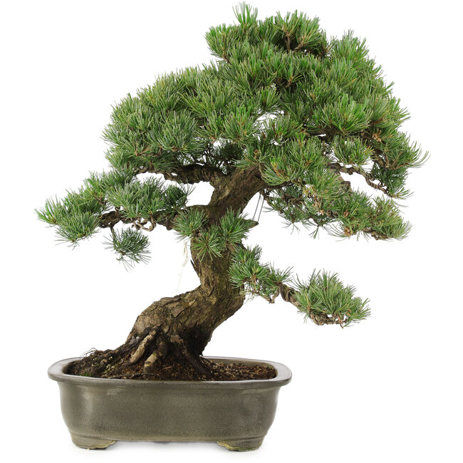 Pinus parviflora, 50 cm, ± 25 jaar oud