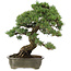 Pinus parviflora, 50 cm, ± 25 jaar oud