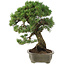 Pinus parviflora, 50 cm, ± 25 ans