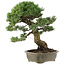 Pinus parviflora, 50 cm, ± 25 years old