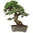 Pinus parviflora, 50 cm, ± 25 jaar oud