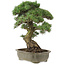 Pinus parviflora, 50 cm, ± 25 jaar oud