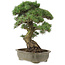 Pinus parviflora, 50 cm, ± 25 Jahre alt