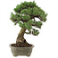 Pinus parviflora, 50 cm, ± 25 jaar oud