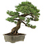 Pinus parviflora, 50 cm, ± 25 jaar oud