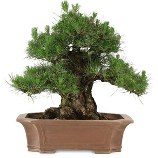 Pinus thunbergii, 64 cm, ± 25 jaar oud