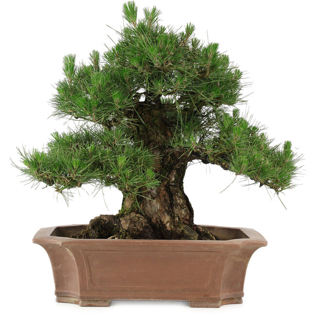 Pinus thunbergii, 64 cm, ± 25 ans, dans un pot cassé