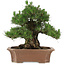 Pinus thunbergii, 64 cm, ± 25 years old, in a broken pot