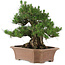 Pinus thunbergii, 64 cm, ± 25 años, en maceta rota