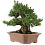 Pinus thunbergii, 64 cm, ± 25 ans, dans un pot cassé