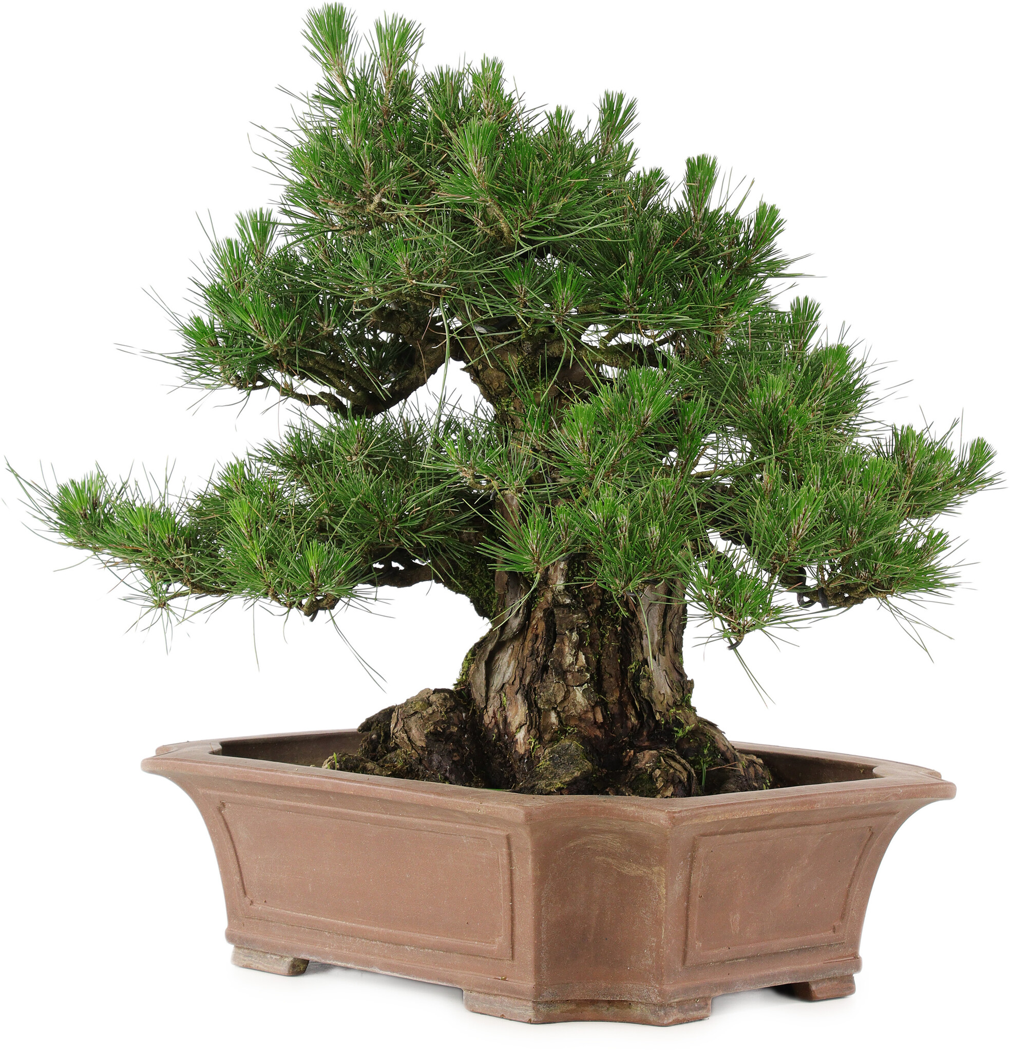 Pinus thunbergii, 64 cm, ± 25 years old, in a broken pot - Bonsai Plaza