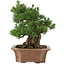 Pinus thunbergii, 64 cm, ± 25 jaar oud, in een kapotte pot