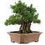 Pinus thunbergii, 64 cm, ± 25 ans, dans un pot cassé