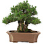 Pinus thunbergii, 64 cm, ± 25 jaar oud, in een kapotte pot