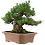 Pinus thunbergii, 64 cm, ± 25 años, en maceta rota