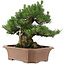 Pinus thunbergii, 64 cm, ± 25 years old, in a broken pot