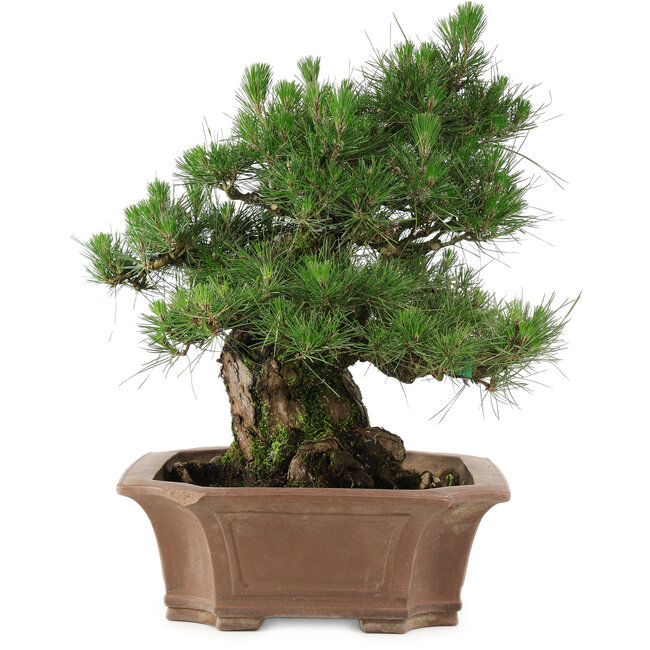 Pinus thunbergii, 64 cm, ± 25 years old, in a broken pot
