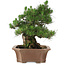 Pinus thunbergii, 64 cm, ± 25 jaar oud, in een kapotte pot