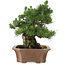 Pinus thunbergii, 64 cm, ± 25 years old, in a broken pot