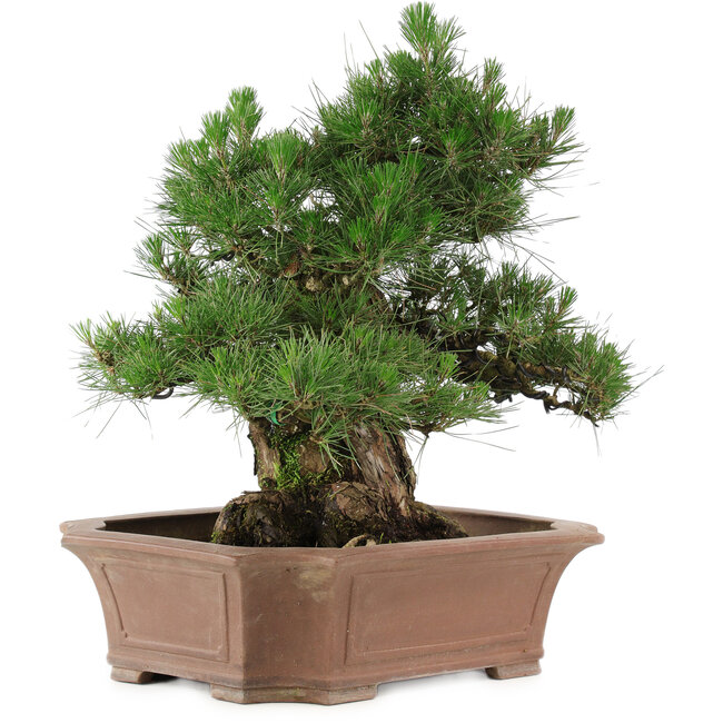 Pinus thunbergii, 64 cm, ± 25 anni, in un vaso rotto