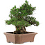 Pinus thunbergii, 64 cm, ± 25 years old, in a broken pot