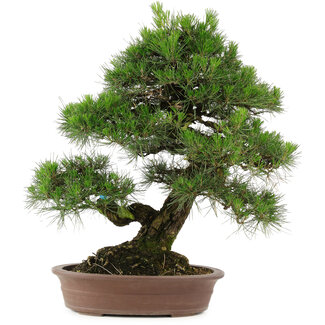 Pinus thunbergii, 66 cm, ± 25 años