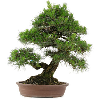 Pinus thunbergii, 66 cm, ± 25 jaar oud
