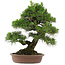 Pinus thunbergii, 66 cm, ± 25 jaar oud