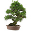 Pinus thunbergii, 66 cm, ± 25 jaar oud