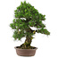 Pinus thunbergii, 66 cm, ± 25 anni