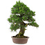 Pinus thunbergii, 66 cm, ± 25 years old