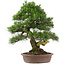 Pinus thunbergii, 66 cm, ± 25 jaar oud