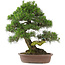 Pinus thunbergii, 66 cm, ± 25 jaar oud