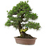 Pinus thunbergii, 66 cm, ± 25 años